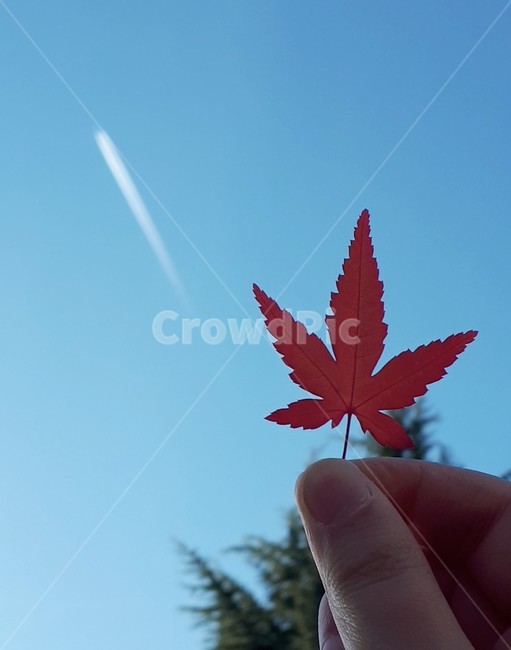 하늘,가을,단풍,11월,손,가을,계절,fall,autumn,season,leaf,잎,plant,식물,tree,나무