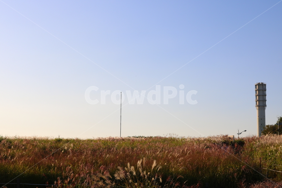 억새,억새풀,식물,자연,가을,벼과,억새축제,하늘공원,상암동,공원,자연,풍경,nature,landscape