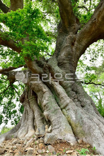 Hackberry,Gyeongnam,protected tree,natural monument,tree,hackberry root,Old giant tree,stump,Goseonggun