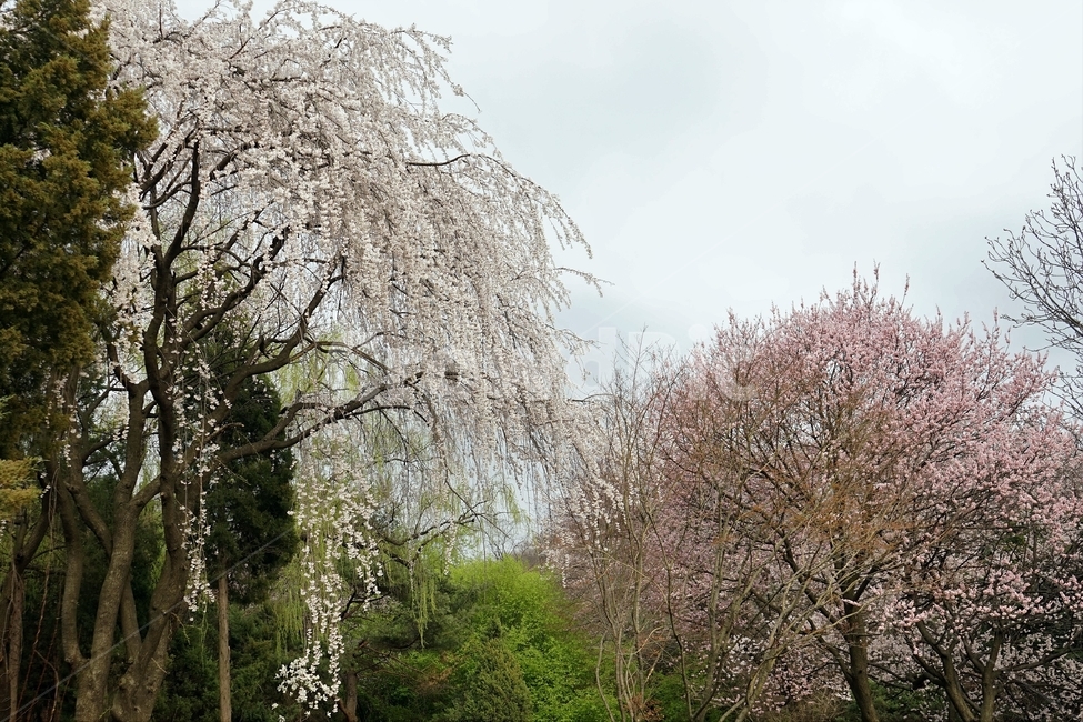 수양벚나무,봄,흰색,분홍색,가지,weepingcherry,cherrytree,nature,white,spring,landscape,blossom,봄,계절,spring,season,자연,풍경,nature,landscape,tree,나무,plant,식물