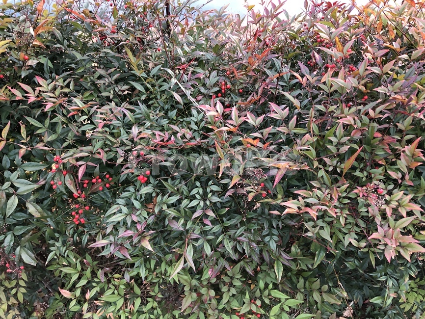 plant,식물,남천,겨울,winter,12월