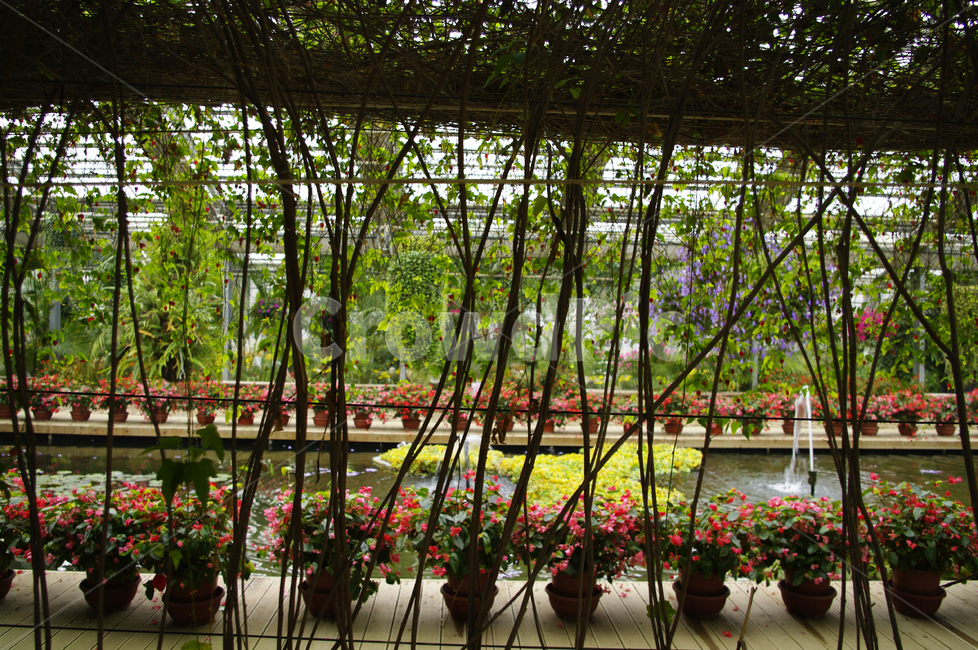 식물,나무,plant,잎,tree,식물,자연,plants,nature,꽃,flower