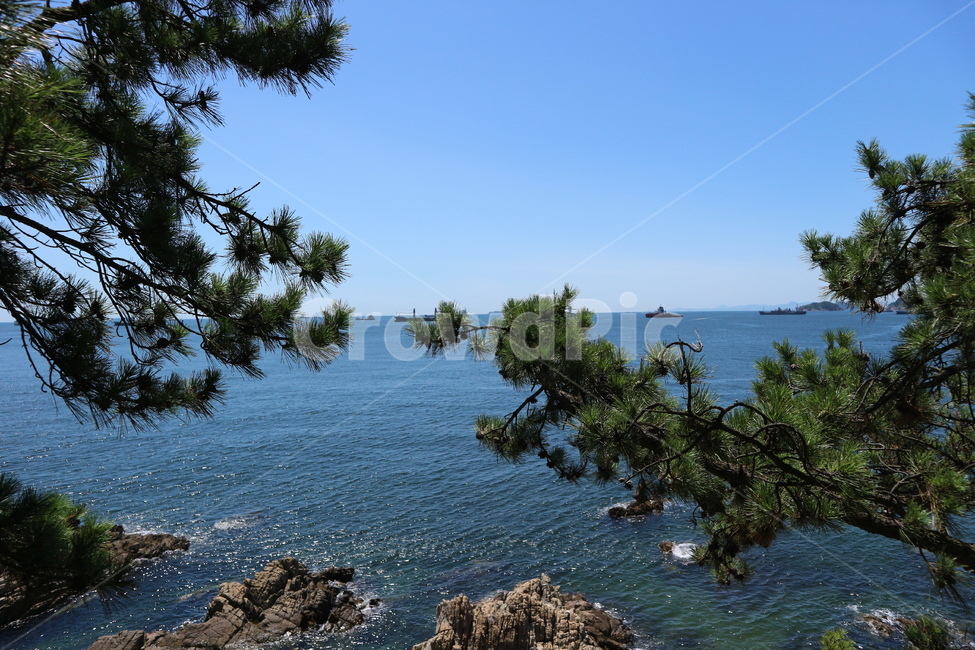 바다,부산,여름,휴가,자연,푸른바다,소나무,햇볓,sea,따뜻한,summer