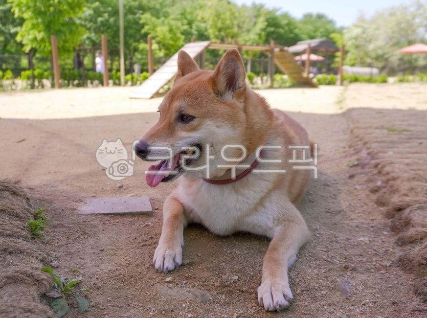 시바견,강아지,animal,동물,dog,개,pet,애완동물