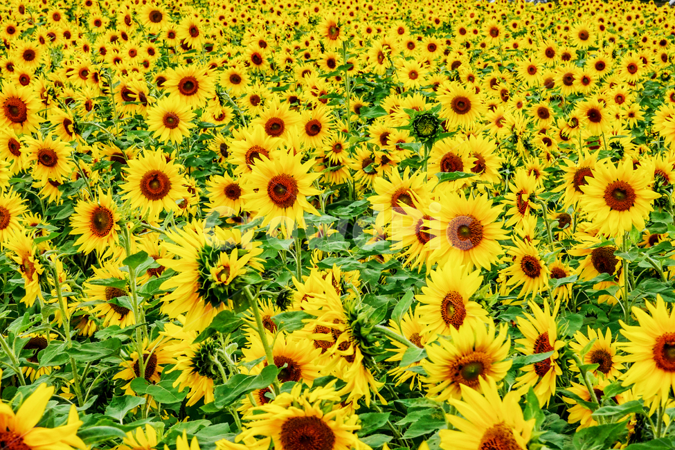 꽃,해바라기,태양,행운,복,식물,flower,사랑,여름,기다림