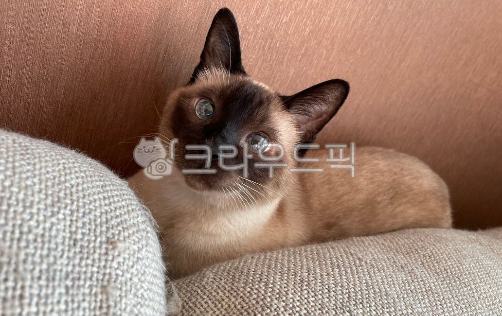 Cute cat,siamese cat,Pets,pretty cat,cat