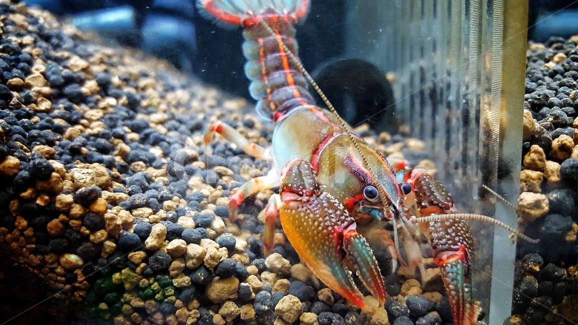 가재,페인티드데빌,painteddevil,cambarusludovicianus,집게발