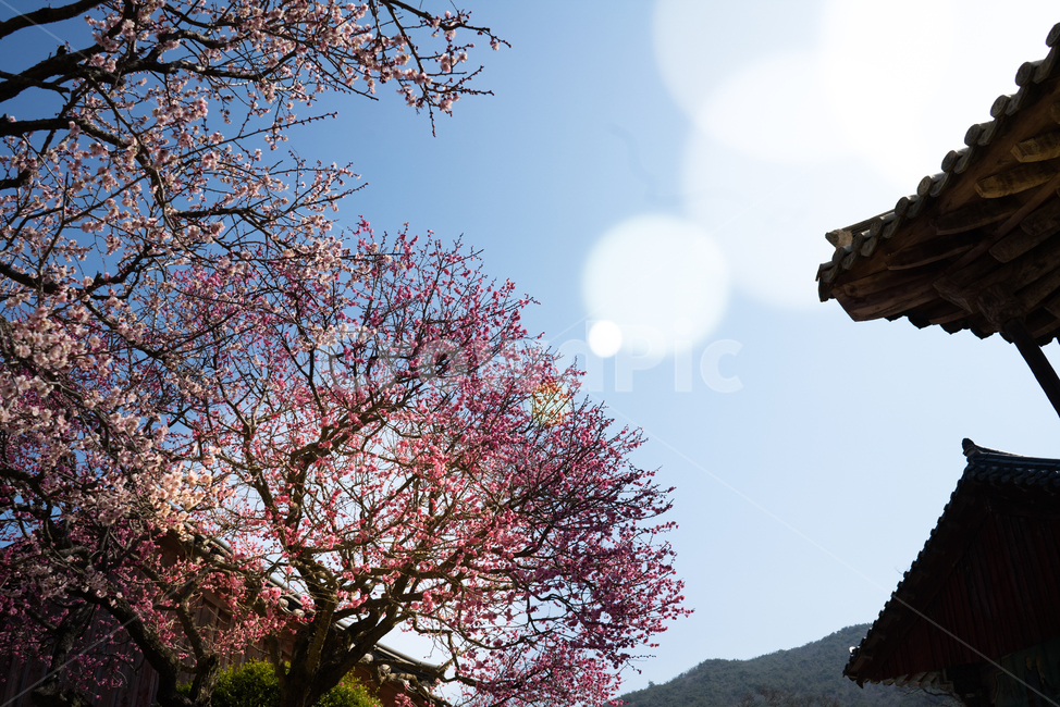 매화,홍매화,통도사,절,봄,봄꽃,봄,계절,spring,season,식물,자연,plants,nature,꽃,flower
