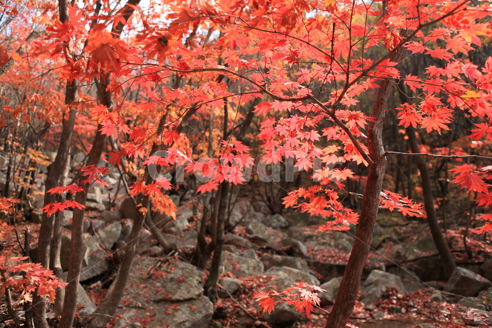 단풍,나무,가을,숲,주황색,가을,계절,fall,autumn,season,식물,자연,plants,nature,leaf,잎,plant,tree,maple