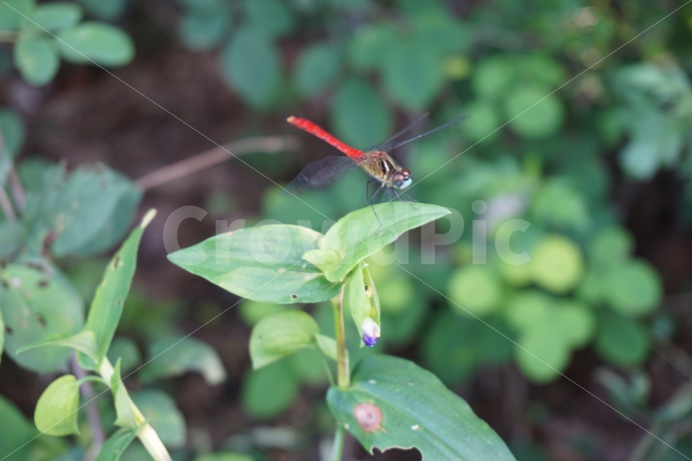 잠자리,고추잠자리,가을,곤충,식물,빨간잠자리,동물,animal,곤충,벌레,insect,bug