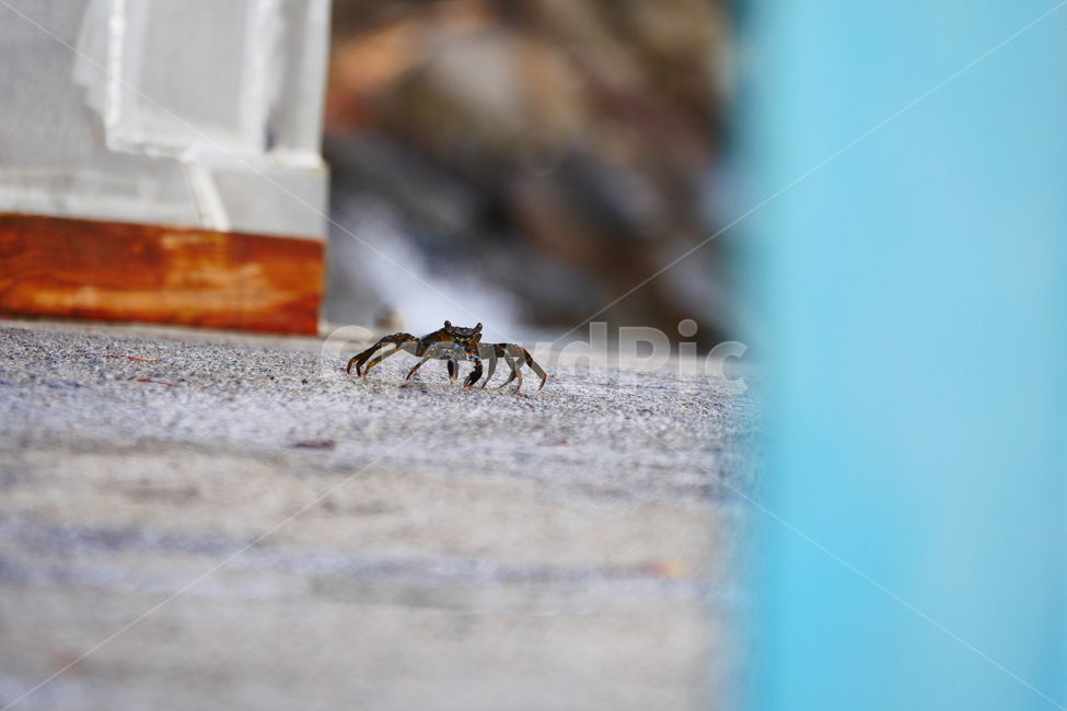 살금살금,엉금엉금,게,바닷가,조심,정찰,신중함,게걸음,바닷게,crabe,crab,세바스찬,과들루프,guadelopue,감시,동물,animal