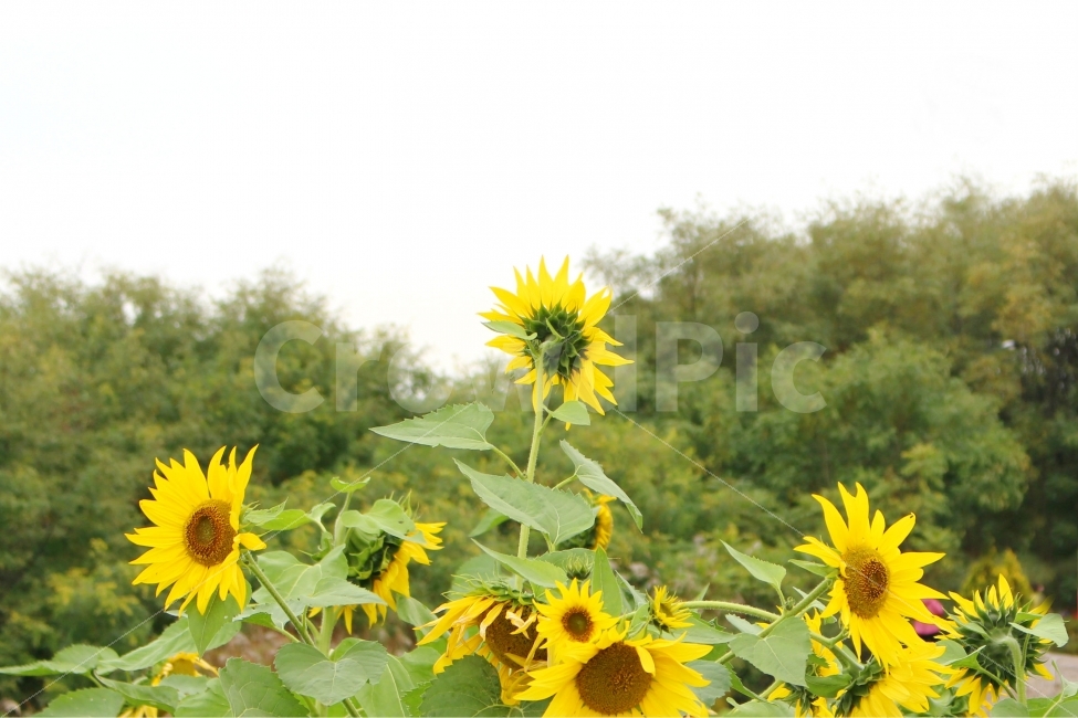 해바라기,감성사진,자연,풍경사진,꽃,여름,색감,Sunflower,flower,식물,자연,plants,nature,꽃,flower