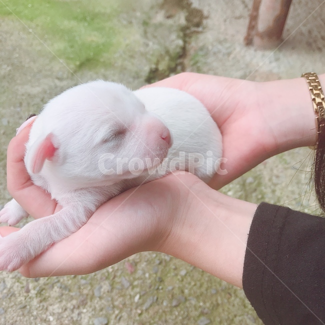 강아지,새끼,귀여움,아기,시골강아지,동물,animal