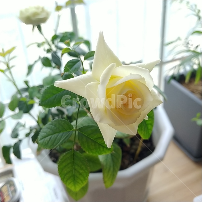 장미,rose,꽃,flower,장미화분,하얀장미