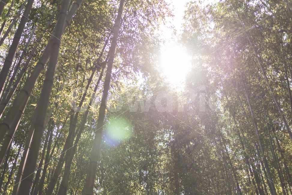 bamboo,landscape photography,bamboo forest,Damyang,travel photos,Juknokwon,Emotional photo