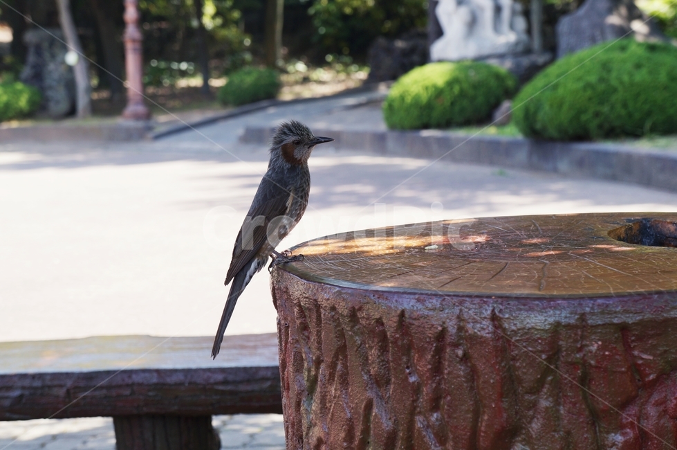 직박구리,새조류,동물,brownearedbulbul,참새목,birds,animal,야생,동물,animal,조류,새,birds