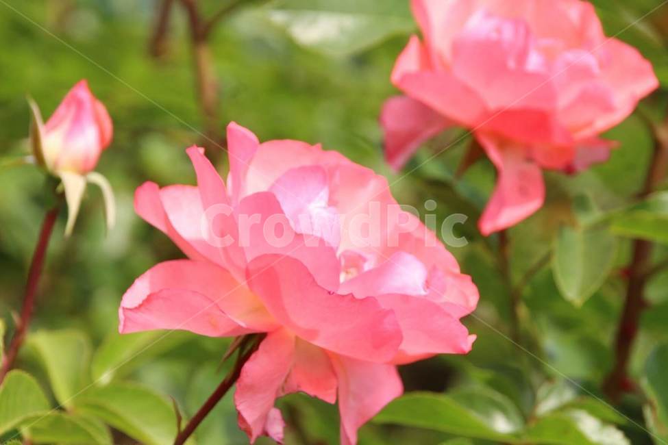 꽃,5월,장미,식물,계절,식물,자연,plants,nature,꽃,flower