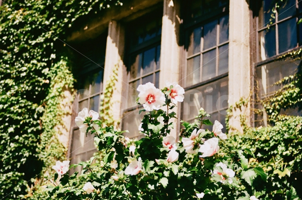 풍경,landscape,꽃,flower,건물,건축,자연,nature,창문,식물,자연,plants,nature,꽃,flower,감성,sensible,feeling