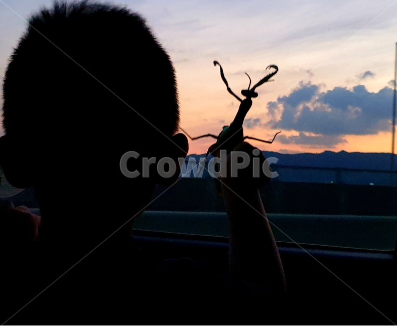 노을,그림자,곤충,사마귀,sunset,해질녘