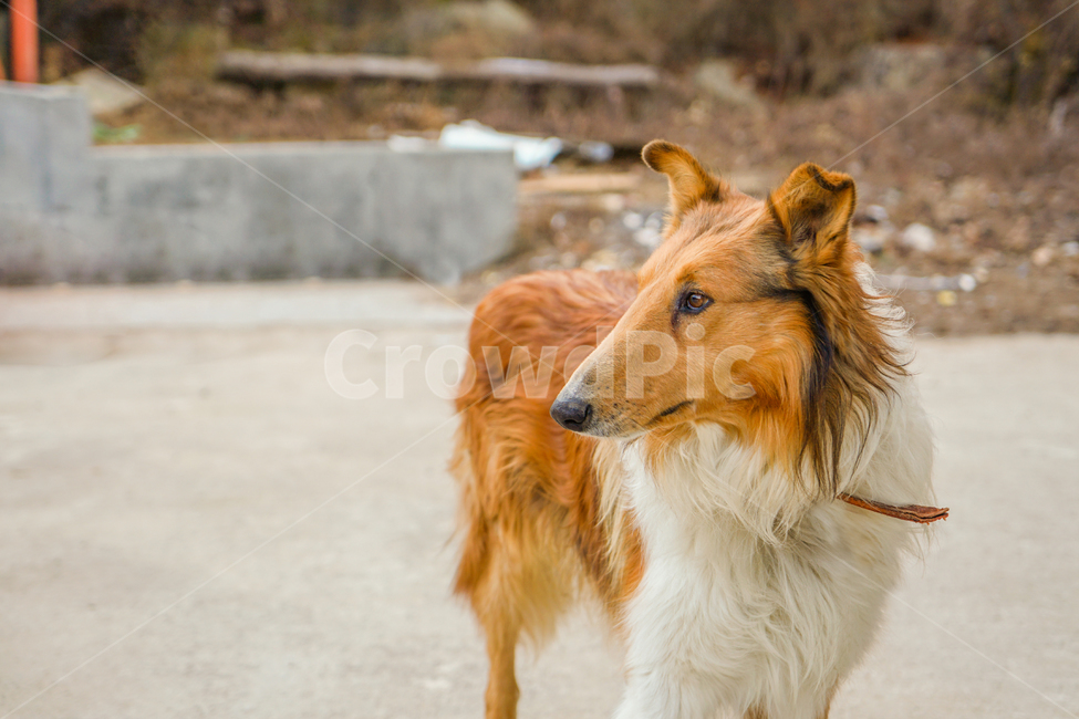 개,강아지,콜리,보더콜리,노견,동물,animal,포유류,mammal,개,강아지,dog,doggy