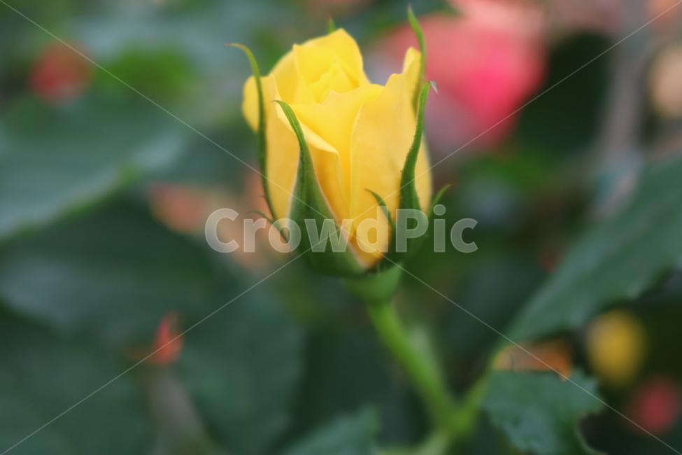 장미,rose,roses,장미축제,장미밭,노란장미,노란색장미,yellowrose