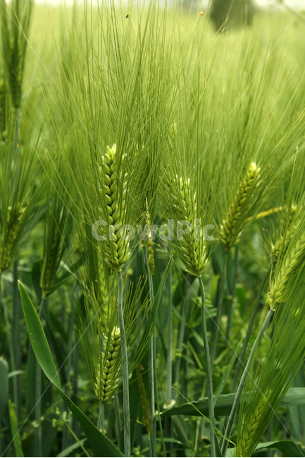 보리,밭,보리밭,식물,flower,plants,nature,풍경,식물,자연,plants,nature,곡류,곡식,cereals
