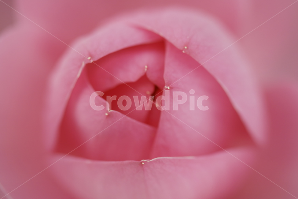 연꽃,접사,구성,색깔,겹,형상,심,식물,자연,plants,nature,꽃,flower