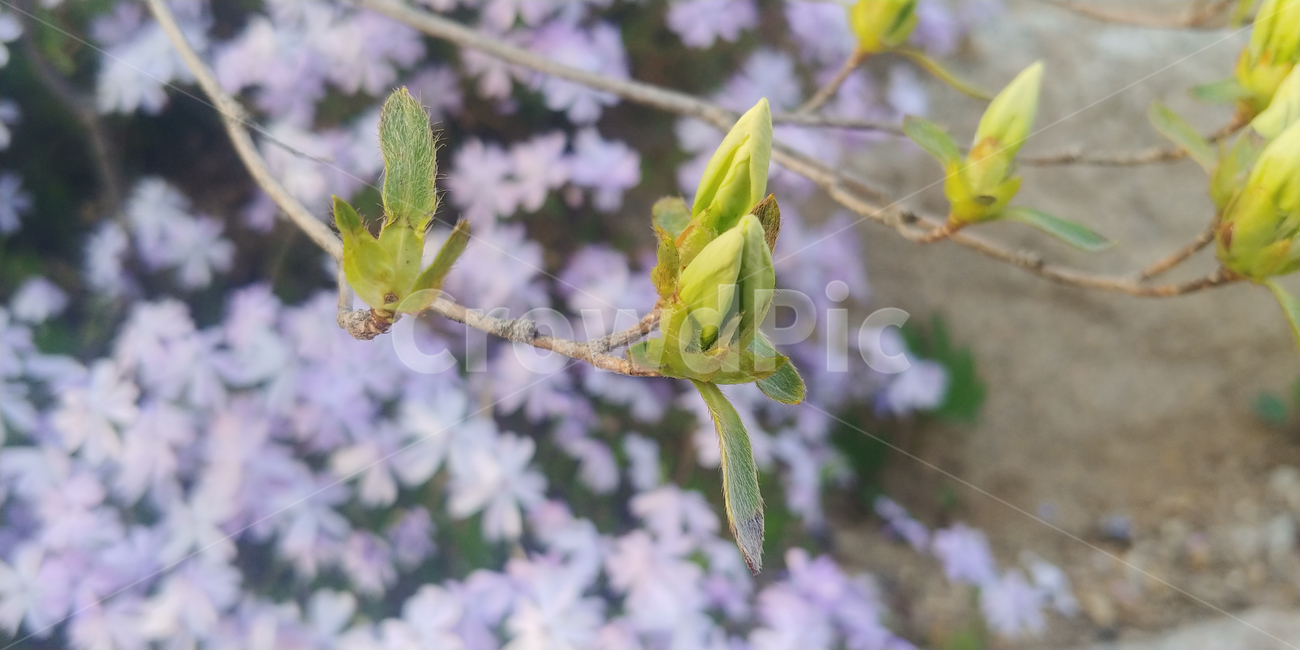 식물,꽃봉오리,새싹,꽃,flower,봄,spring
