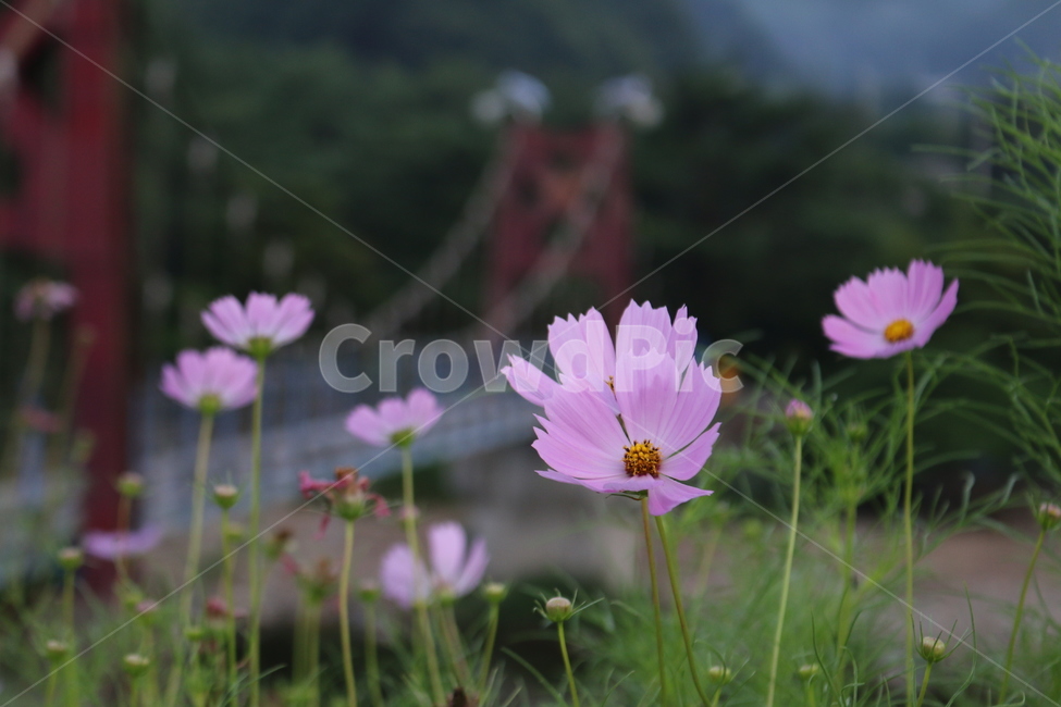 Songjeong Forest,fall flowers,morning scenery,Cosmos,flower