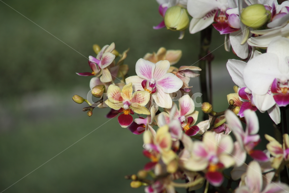 호접란,팔레놉시스,꽃,식물,phaelenopsis,식물,자연,plants,nature,꽃,flower