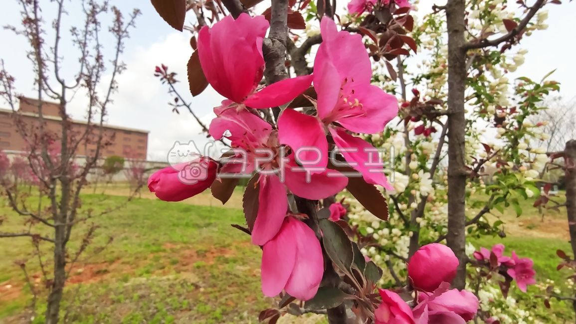 꽃사과,꽃사과나무,사과꽃,malusprunifolia,벚잎꽃사과,돌사과,plant,식물,blossom,flower,꽃,petal,꽃잎