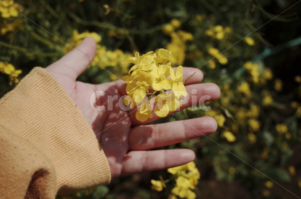유채꽃,유채,노란꽃,봄,봄꽃,flower,yellow,spring,finger,손가락,human,인간,person,사람,손,hand,봄,계절,spring,season
