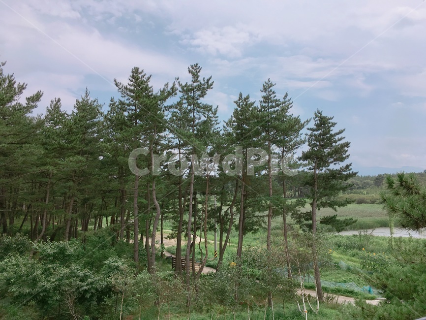 초록,들판,숲,하늘,바다,자연,풍경,nature,landscape,tree,나무,plant,식물,fir,전나무,conifer,구과 식물