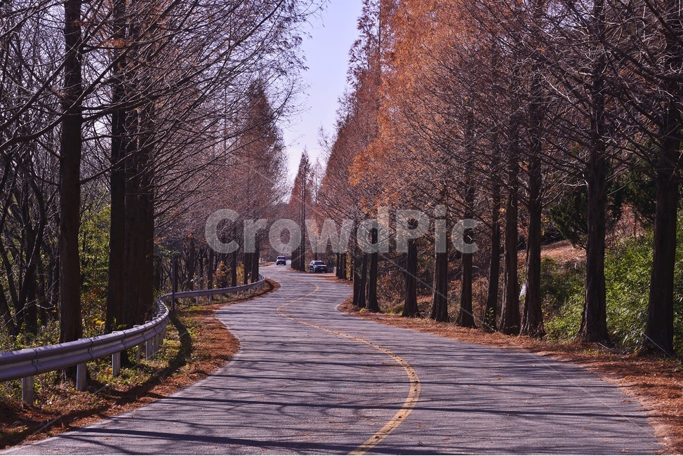 전남,영광,학성리,메타길,메타길추색,메타길가을,tree,나무,plant,식물,boardwalk,산책로,가을,계절,fall,autumn,season,자연,풍경,nature,landscape