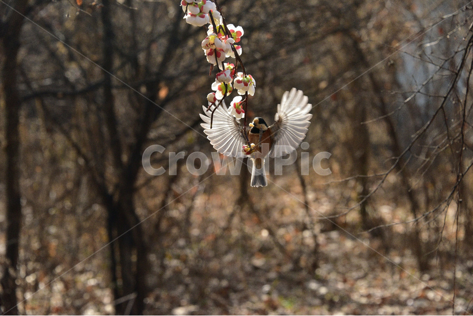 곤줄박이,새,조류,박새과,곤줄매기,텃새,동물,animal,조류,새,birds