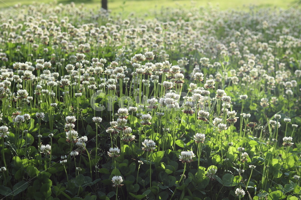 토끼풀,초록,흰색,풍경,봄,햇빛,식물,자연,plants,nature,꽃,flower