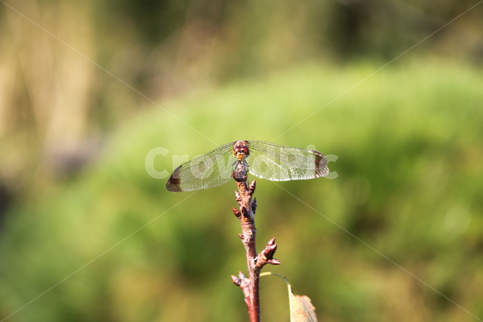 잠자리,곤충,dragonfly,앉아있는,확대,동물
