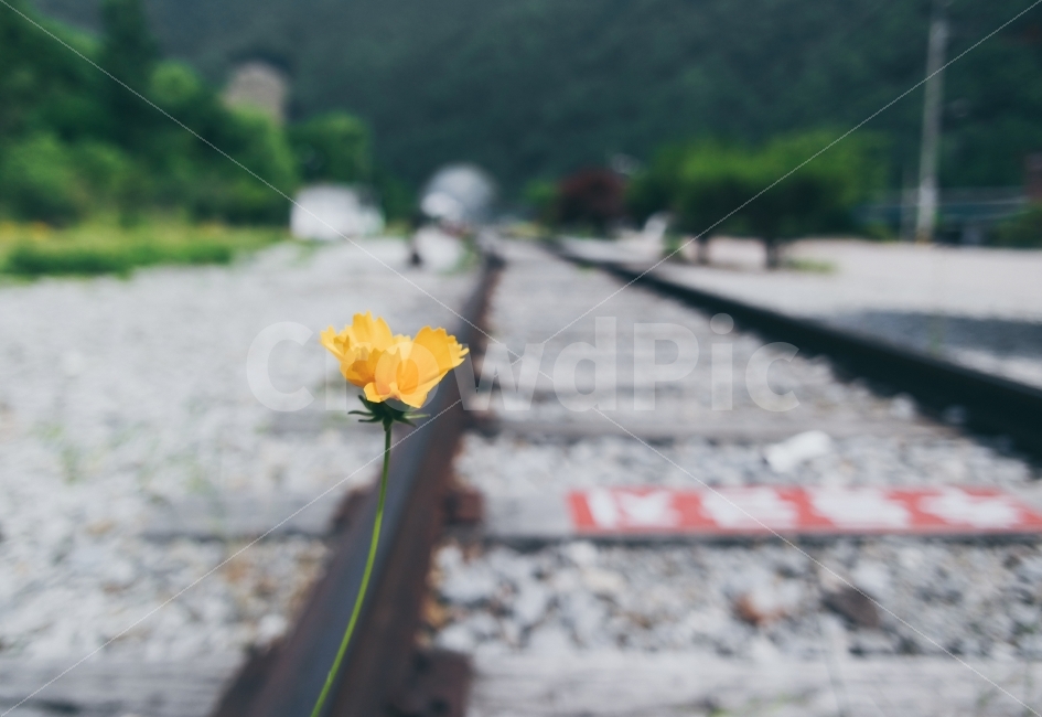 레일,철도,꽃,노랑색,고요,외로움,쓸쓸함,교통,교통수단,traffic,transportation,식물,자연,plants,nature,꽃,flower,plant