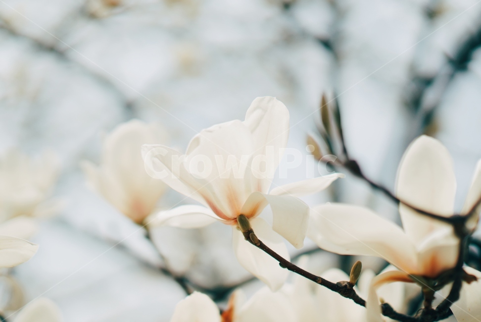 꽃,flower,blossom,꽃잎,식물,봄,하얀색,깨끗함