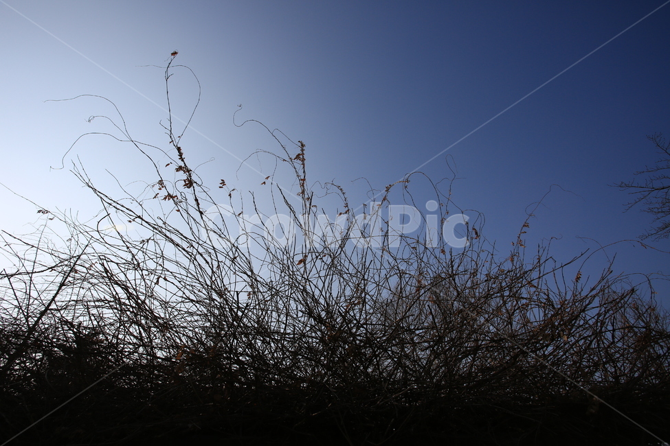 등나무,하늘,겨울,앙상함,식물,겨울,계절,winter,season,식물,자연,plants,nature