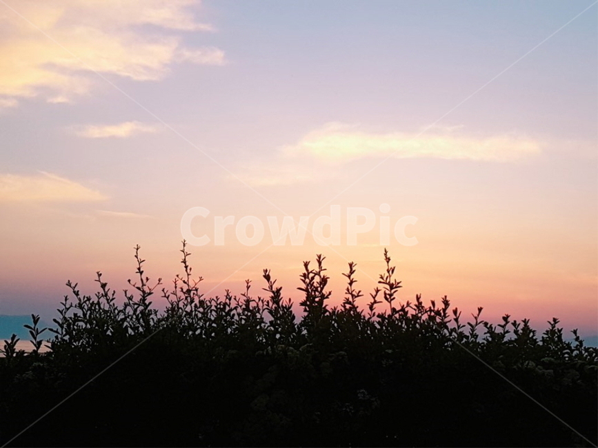꽃,그림자,노을,하늘,풍경,자연,silhouette,실루엣,옥외,outdoors,nature
