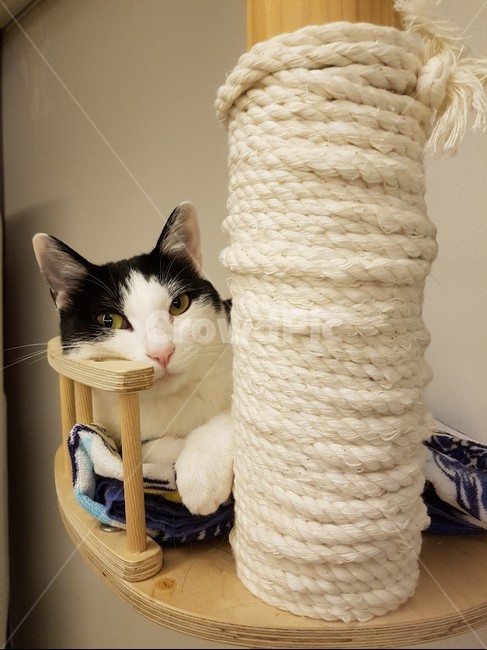 cattower,고양이,검정색,하얀색,cat,캣타워,동물,animal,포유류,mammal,고양이,cat,kitten,kitty