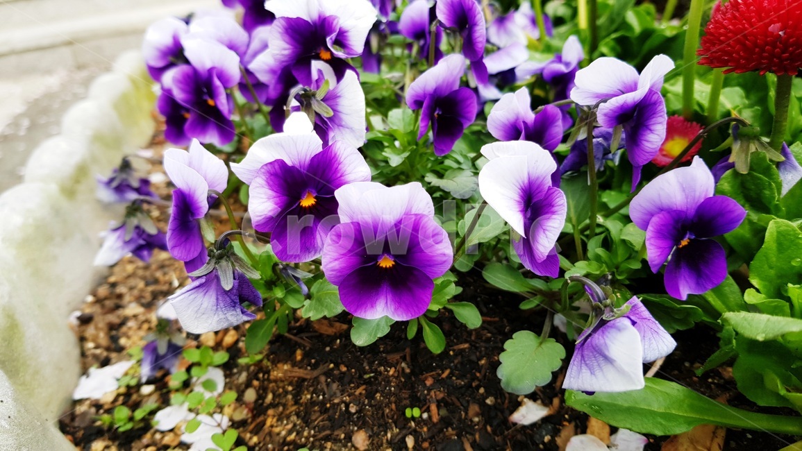 팬지,팬지꽃,삼색재비꽃,꽃,화분,식물,자연,plants,nature,꽃,flower