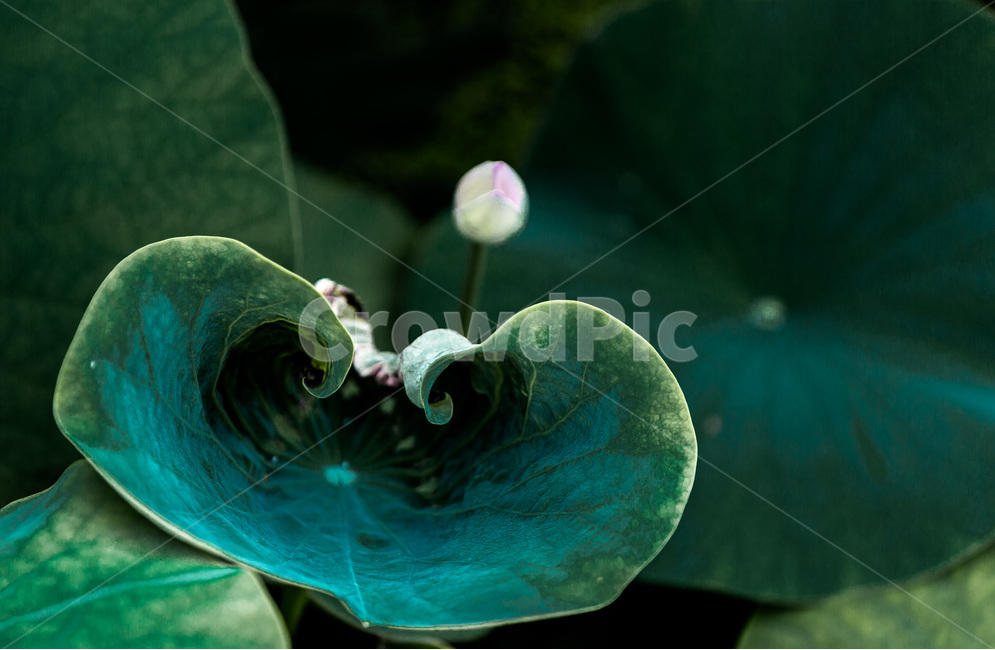 연잎,무늬,패턴,연꽃봉오리,습지,자연,식물,자연,plants,nature