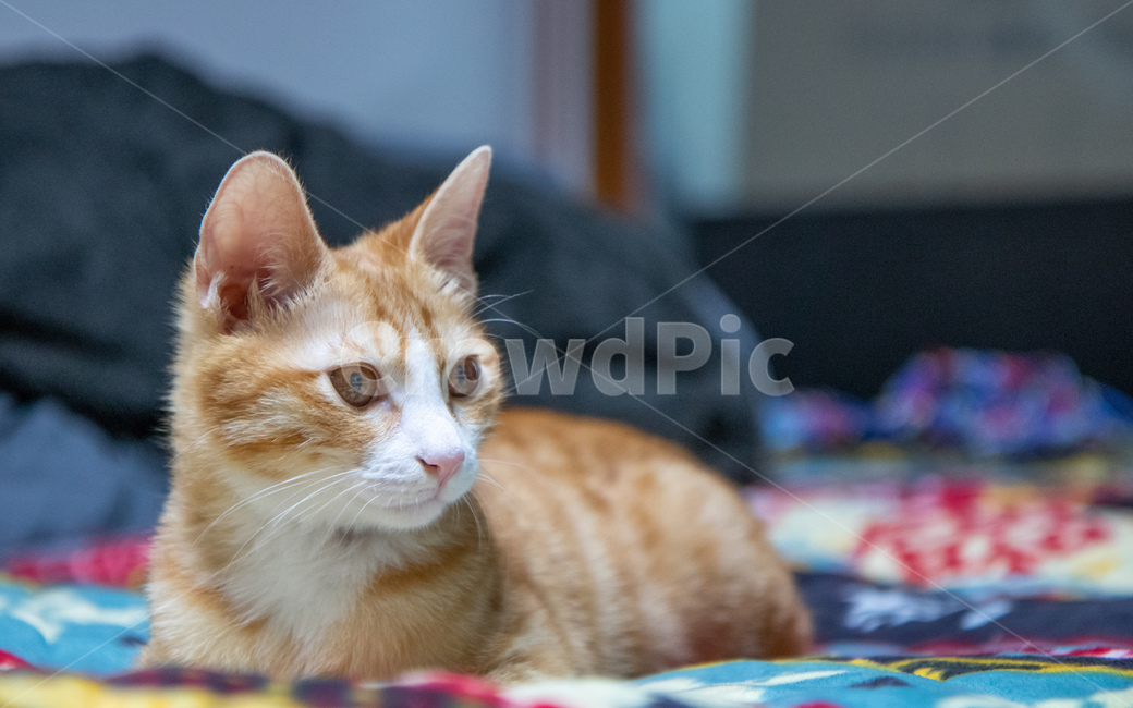 고양이,코리안숏헤어,치즈고양이,치즈태비,코숏,동물,animal,포유류,mammal,고양이,cat,kitten,kitty