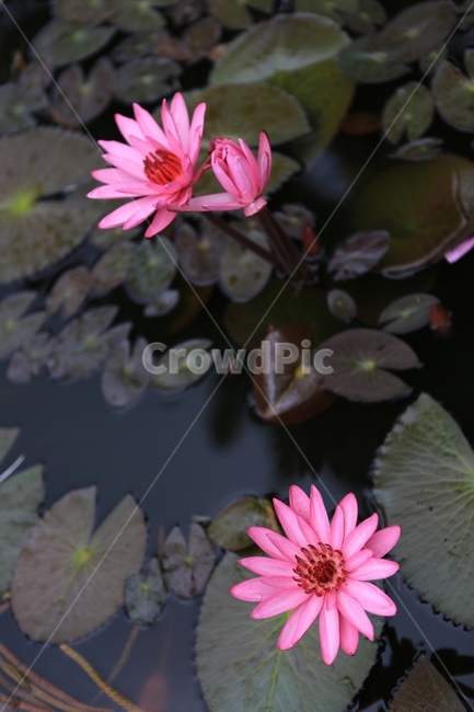 연꽃,LOTUS,꽃,자연,풍경,연,연잎,식물,자연,plants,nature,꽃,flower