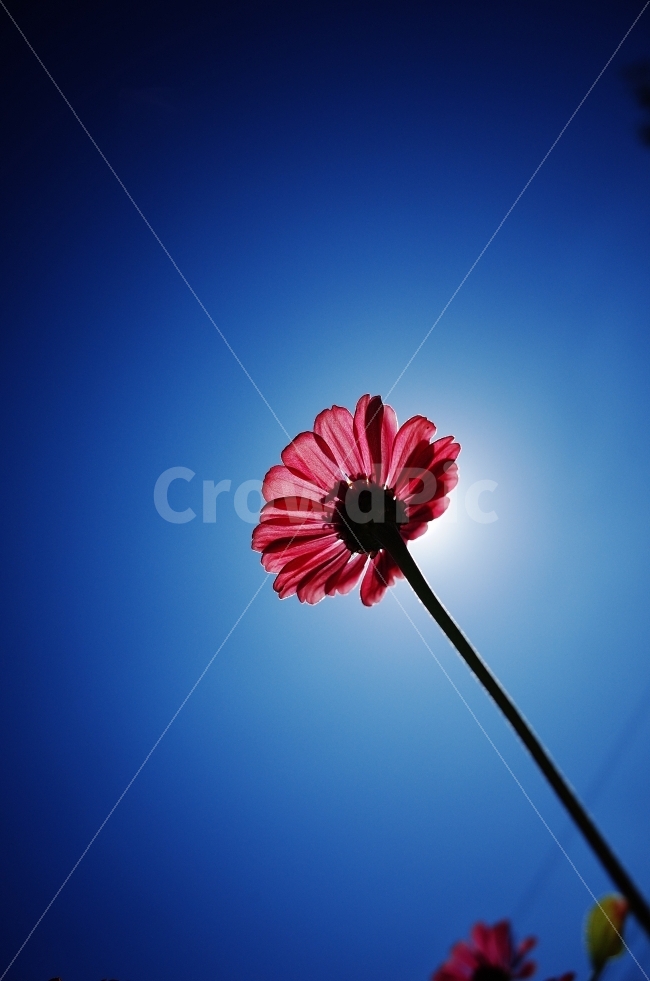 꽃,백일홍,자연,역광,여름,하늘,식물,배경화면,바탕화면,예쁜사진,감성사진,flower,floral,flora,beauty,beautiful,nature,natural,sky,sun,sunshine,sunlight,bright,해,햇빛,햇살,blue,pink,식물,자연,plants,nature,꽃,flower