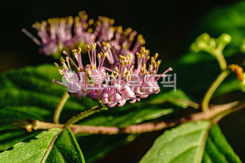flowers,summerblossom,blossom,nature,purplebeautyberry,flowering,leaf,branch,full bloom,calligraphy plant,flower,leaves,Dicotyledon tree,plants,dicotyledonous plant,plant,deciduous shrub,Dichotomabeautyberry,stem