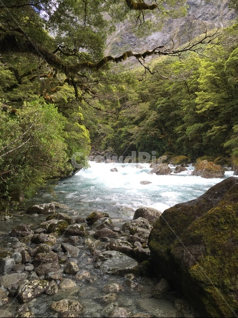 water,물,nature,자연,outdoors,옥외,계곡,valley,뉴질랜드,stream,흐름,나무,tree