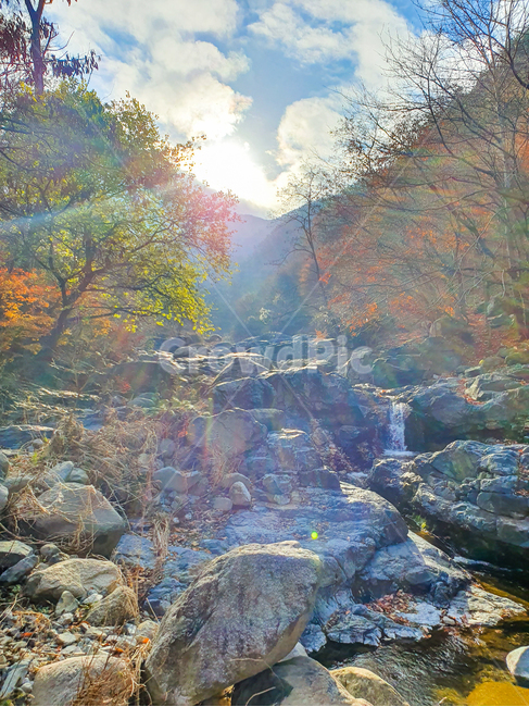 leaf,잎,plant,식물,자연,계곡,나무,빛,풍경,자연,풍경,nature,landscape